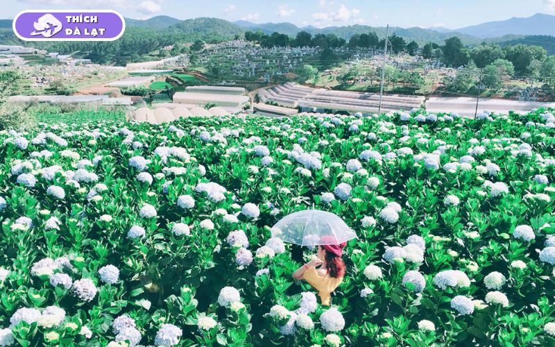 Top 7+ tour du lịch Đà Lạt Tết lịch trình hấp dẫn, giá tốt nhất 11 tour du lịch đà lạt tết