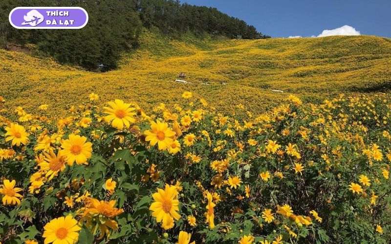 Mùa hoa dã quỳ Đà Lạt nở tháng mấy? Những cung đường hoa đẹp nhất 9 hoa dã quỳ đà lạt