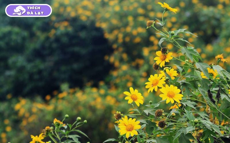 Mùa hoa dã quỳ Đà Lạt nở tháng mấy? Những cung đường hoa đẹp nhất 10 hoa dã quỳ đà lạt