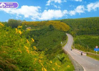 hoa dã quỳ đà lạt