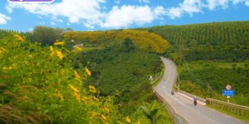 hoa dã quỳ đà lạt