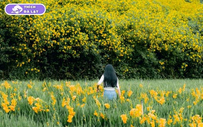 Mùa hoa dã quỳ Đà Lạt nở tháng mấy? Những cung đường hoa đẹp nhất 12 hoa dã quỳ đà lạt