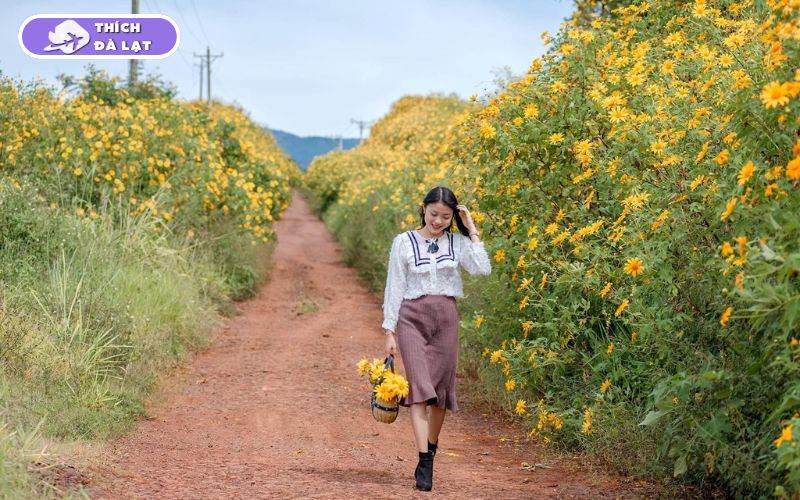 Mùa hoa dã quỳ Đà Lạt nở tháng mấy? Những cung đường hoa đẹp nhất 13 hoa dã quỳ đà lạt