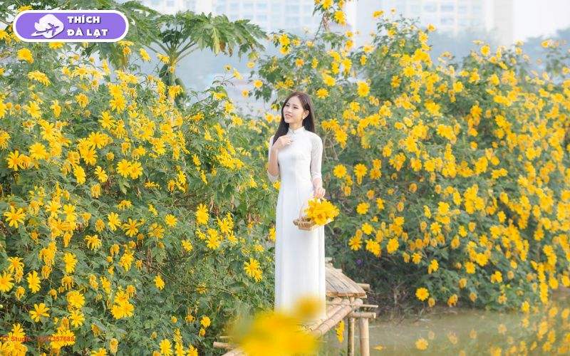 Mùa hoa dã quỳ Đà Lạt nở tháng mấy? Những cung đường hoa đẹp nhất 14 hoa dã quỳ đà lạt