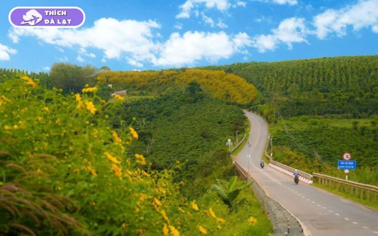 hoa dã quỳ đà lạt