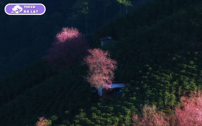 Top 6 địa điểm check-in hoa mai anh đào Đà Lạt đẹp, lãng mạn 12 hoa mai anh đào đà lạt