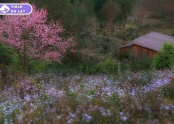 hoa mai anh đào đà lạt