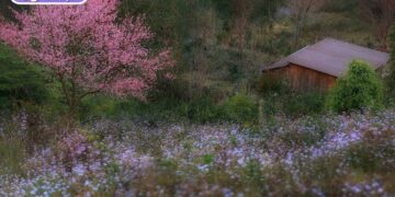 hoa mai anh đào đà lạt