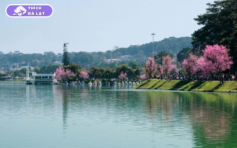 Top 6 địa điểm check-in hoa mai anh đào Đà Lạt đẹp, lãng mạn 15 hoa mai anh đào đà lạt
