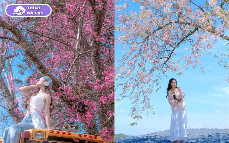 Top 6 địa điểm check-in hoa mai anh đào Đà Lạt đẹp, lãng mạn 16 hoa mai anh đào đà lạt