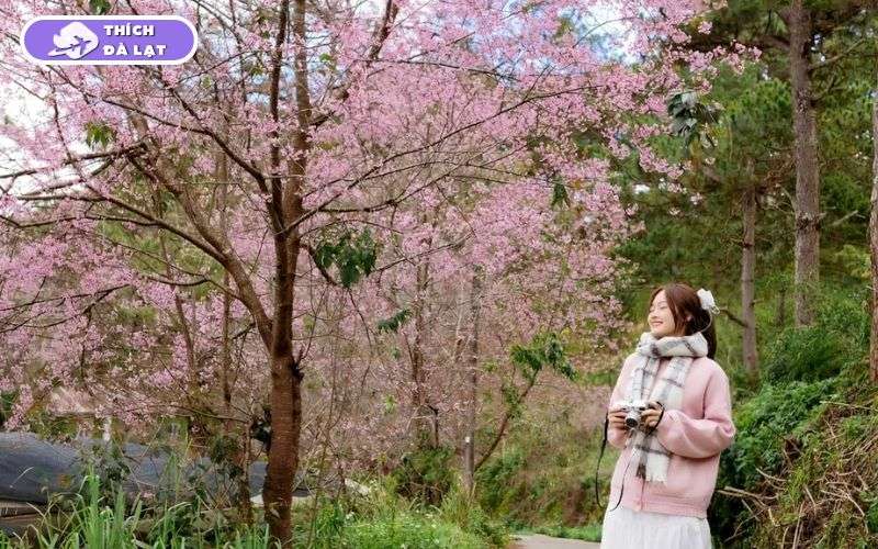 Top 6 địa điểm check-in hoa mai anh đào Đà Lạt đẹp, lãng mạn 17 hoa mai anh đào đà lạt