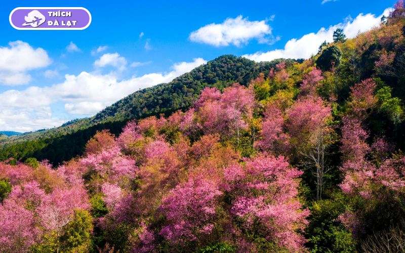 Top 6 địa điểm check-in hoa mai anh đào Đà Lạt đẹp, lãng mạn 18 hoa mai anh đào đà lạt