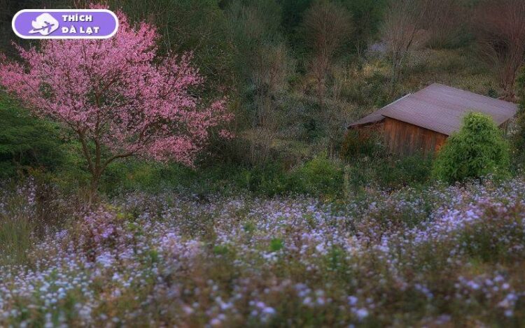 hoa mai anh đào đà lạt