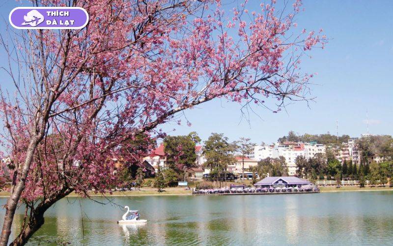 Top 6 địa điểm check-in hoa mai anh đào Đà Lạt đẹp, lãng mạn 19 hoa mai anh đào đà lạt