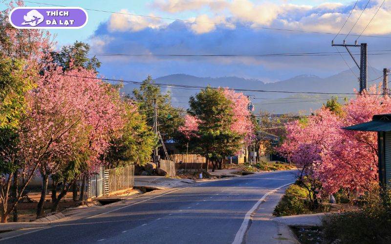 Top 6 địa điểm check-in hoa mai anh đào Đà Lạt đẹp, lãng mạn 20 hoa mai anh đào đà lạt