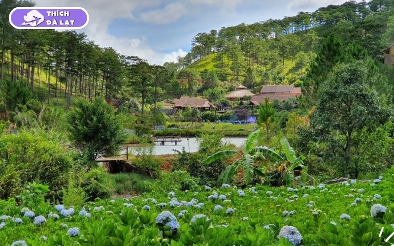 Top 7 vườn hoa cẩm tú cầu Đà Lạt đẹp nhất mùa hoa nở 9 vườn hoa cẩm tú cầu đà lạt