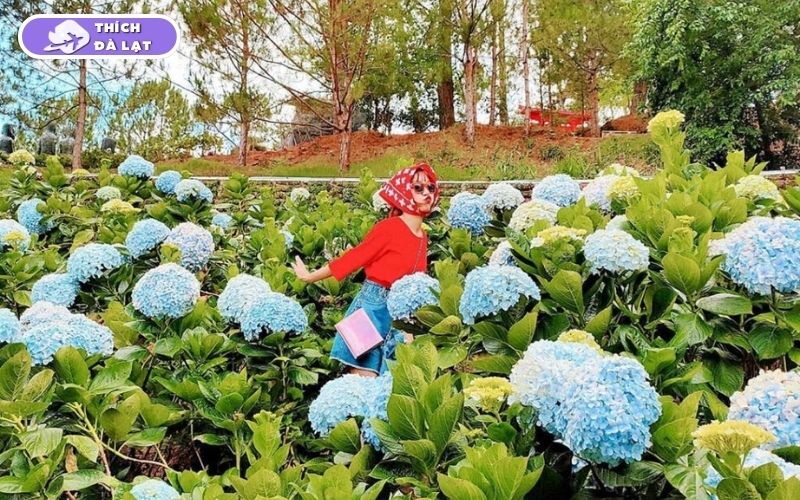 Top 7 vườn hoa cẩm tú cầu Đà Lạt đẹp nhất mùa hoa nở 10 vườn hoa cẩm tú cầu đà lạt