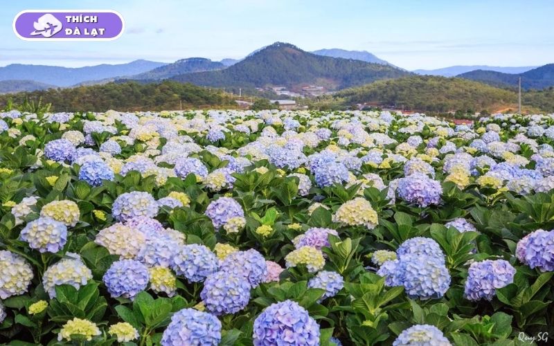 Top 7 vườn hoa cẩm tú cầu Đà Lạt đẹp nhất mùa hoa nở 11 vườn hoa cẩm tú cầu đà lạt