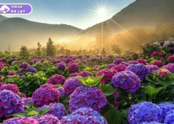 vườn hoa cẩm tú cầu đà lạt