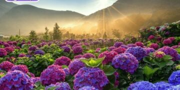 vườn hoa cẩm tú cầu đà lạt