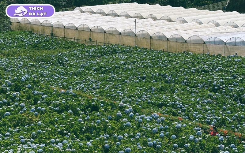 Top 7 vườn hoa cẩm tú cầu Đà Lạt đẹp nhất mùa hoa nở 12 vườn hoa cẩm tú cầu đà lạt