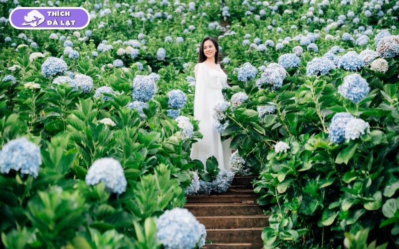 Top 7 vườn hoa cẩm tú cầu Đà Lạt đẹp nhất mùa hoa nở 13 vườn hoa cẩm tú cầu đà lạt