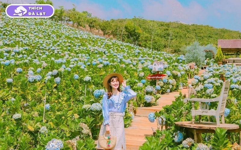 Top 7 vườn hoa cẩm tú cầu Đà Lạt đẹp nhất mùa hoa nở 14 vườn hoa cẩm tú cầu đà lạt