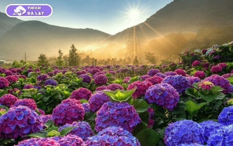 Top 7 vườn hoa cẩm tú cầu Đà Lạt đẹp nhất mùa hoa nở 8 vườn hoa cẩm tú cầu đà lạt