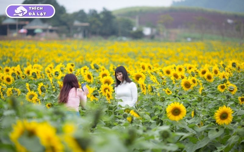 Top 7 vườn hoa hướng dương Đà Lạt rực rỡ nên ghé check-in ngay 9 vườn hoa hướng dương đà lạt