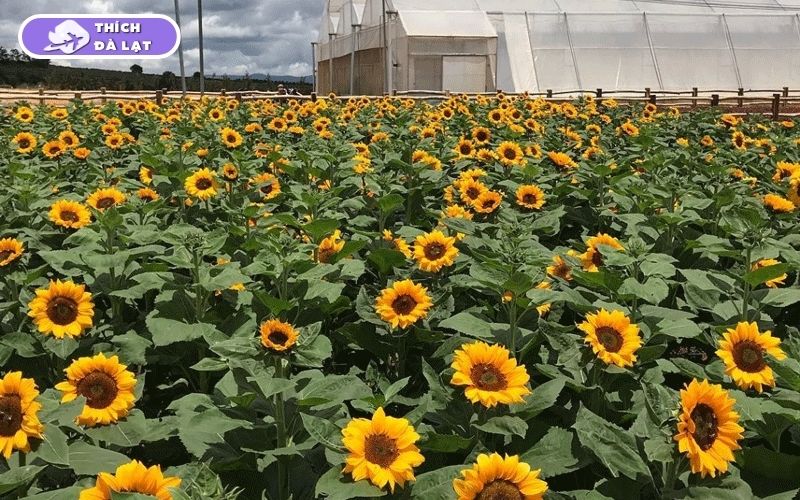 Top 7 vườn hoa hướng dương Đà Lạt rực rỡ nên ghé check-in ngay 10 vườn hoa hướng dương đà lạt