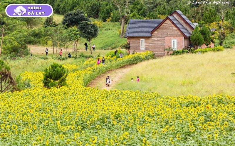 Top 7 vườn hoa hướng dương Đà Lạt rực rỡ nên ghé check-in ngay 11 vườn hoa hướng dương đà lạt