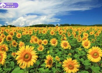 vườn hoa hướng dương đà lạt