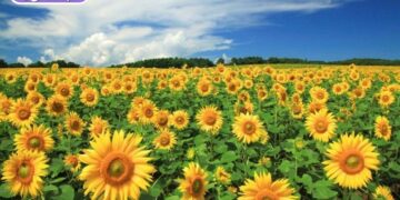 vườn hoa hướng dương đà lạt