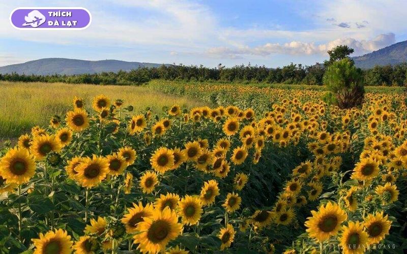 Top 7 vườn hoa hướng dương Đà Lạt rực rỡ nên ghé check-in ngay 12 vườn hoa hướng dương đà lạt