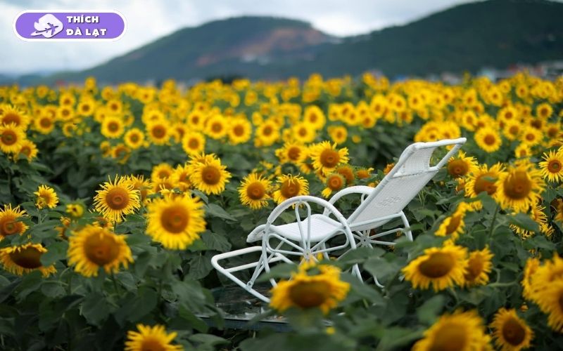 Top 7 vườn hoa hướng dương Đà Lạt rực rỡ nên ghé check-in ngay 13 vườn hoa hướng dương đà lạt