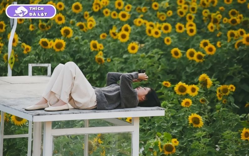 Top 7 vườn hoa hướng dương Đà Lạt rực rỡ nên ghé check-in ngay 14 vườn hoa hướng dương đà lạt