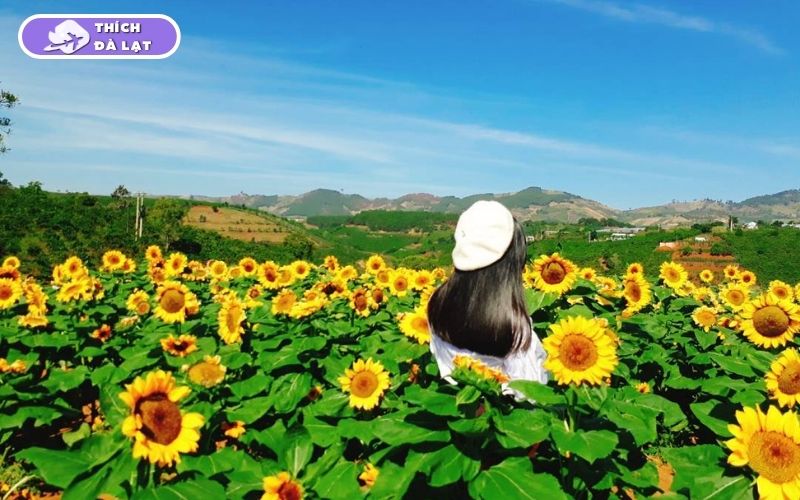 Top 7 vườn hoa hướng dương Đà Lạt rực rỡ nên ghé check-in ngay 15 vườn hoa hướng dương đà lạt