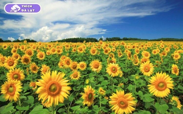 Top 7 vườn hoa hướng dương Đà Lạt rực rỡ nên ghé check-in ngay 8 vườn hoa hướng dương đà lạt