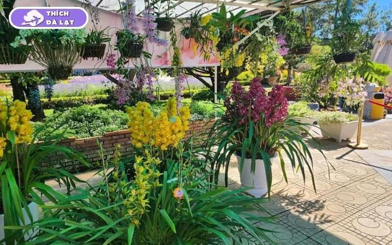Top 7 vườn hoa lan Đà Lạt đẹp, đáng ghé thăm nhất cho du khách 9 vườn hoa lan đà lạt