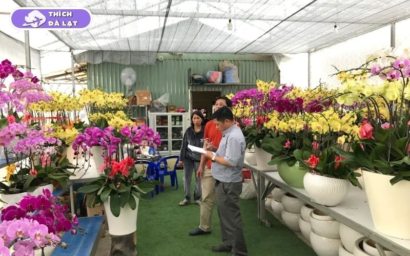 Top 7 vườn hoa lan Đà Lạt đẹp, đáng ghé thăm nhất cho du khách 11 vườn hoa lan đà lạt