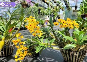 vườn hoa lan đà lạt