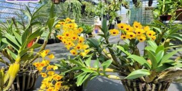 vườn hoa lan đà lạt