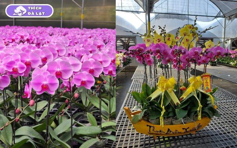 Top 7 vườn hoa lan Đà Lạt đẹp, đáng ghé thăm nhất cho du khách 12 vườn hoa lan đà lạt