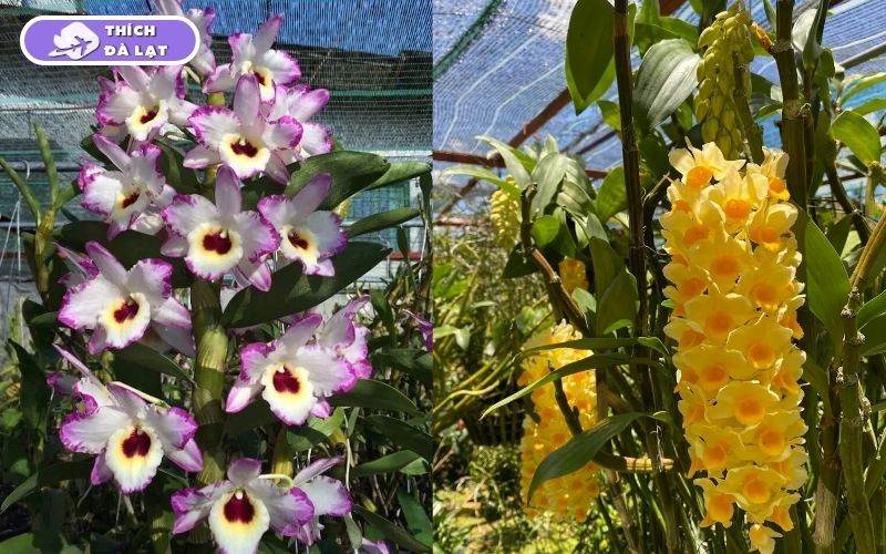 Top 7 vườn hoa lan Đà Lạt đẹp, đáng ghé thăm nhất cho du khách 13 vườn hoa lan đà lạt