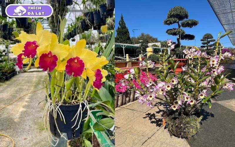 Top 7 vườn hoa lan Đà Lạt đẹp, đáng ghé thăm nhất cho du khách 14 vườn hoa lan đà lạt