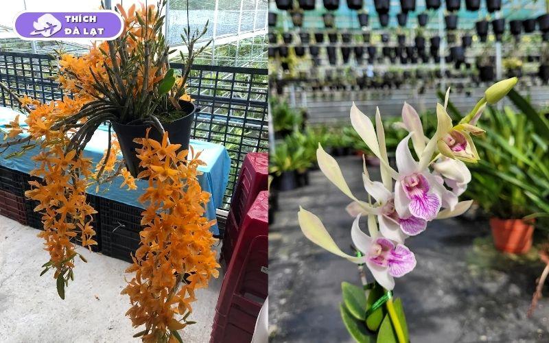 Top 7 vườn hoa lan Đà Lạt đẹp, đáng ghé thăm nhất cho du khách 15 vườn hoa lan đà lạt