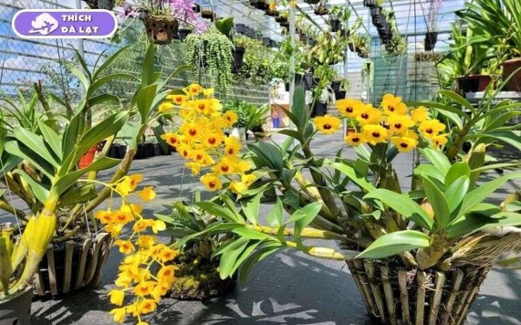 Top 7 vườn hoa lan Đà Lạt đẹp, đáng ghé thăm nhất cho du khách 8 vườn hoa lan đà lạt