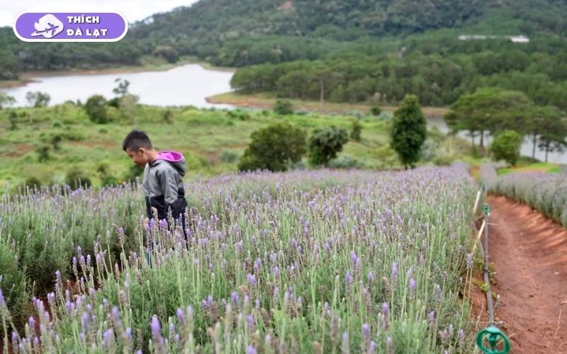 Top 7 vườn hoa Lavender Đà Lạt đáng để lên đồ check-in nhất hiện nay 9 vườn hoa lavender đà lạt