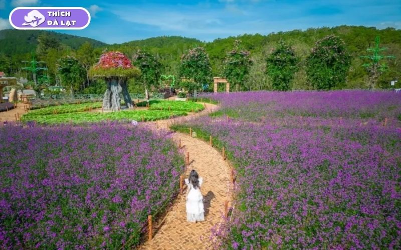 Top 7 vườn hoa Lavender Đà Lạt đáng để lên đồ check-in nhất hiện nay 10 vườn hoa lavender đà lạt