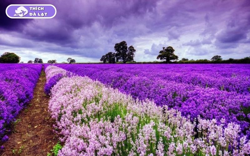 Top 7 vườn hoa Lavender Đà Lạt đáng để lên đồ check-in nhất hiện nay 11 vườn hoa lavender đà lạt